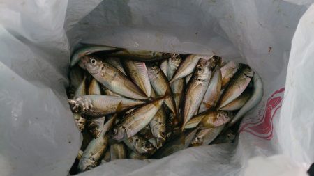 豆アジがなんと3桁の釣果