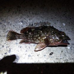 アジング狙いにガシラヒット