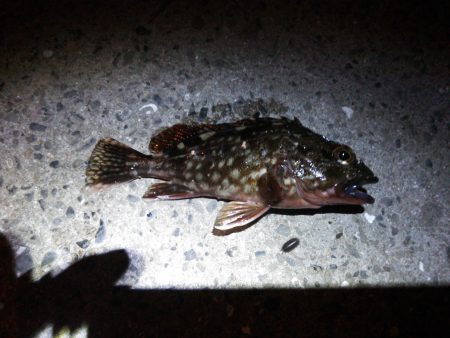 アジング狙いにガシラヒット