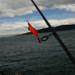 小メバルと遊びました