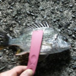 エサ釣りでチヌ釣り