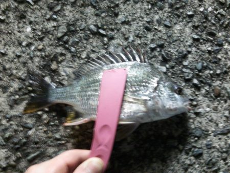エサ釣りでチヌ釣り