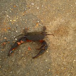 セイゴに遊んでもらいました