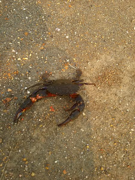 セイゴに遊んでもらいました