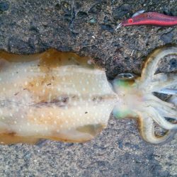 エギングなんて