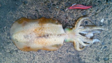 エギングなんて