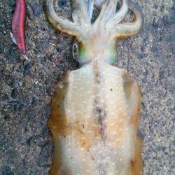 エギングなんて