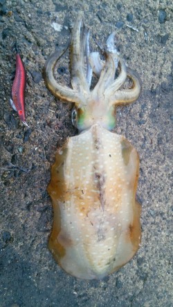 エギングなんて