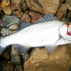 ポイントはストラクチャー