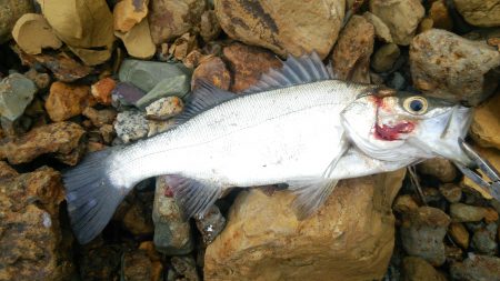 ポイントはストラクチャー