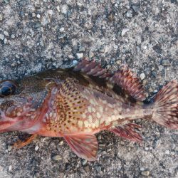 カマスを求めて