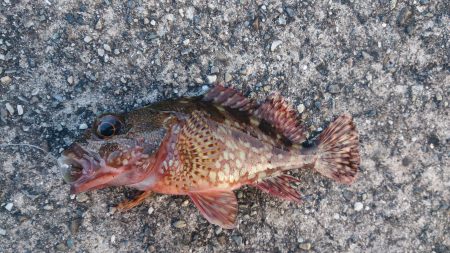 カマスを求めて