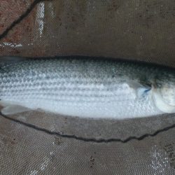 河口にてフカセ釣り