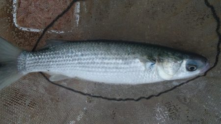 河口にてフカセ釣り