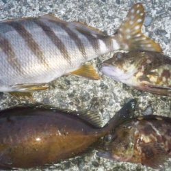 河口にてフカセ釣り