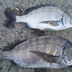 河口にてフカセ釣り