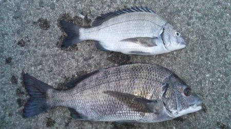 河口にてフカセ釣り