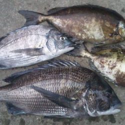 河口にてチヌフカセ釣り