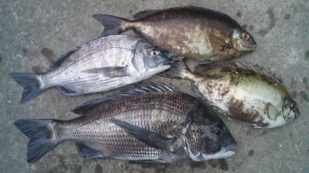 河口にてチヌフカセ釣り