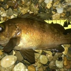 サーフアジング？