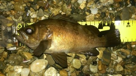 サーフアジング？