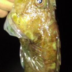 南甲子園浜、今日はアナゴの日？