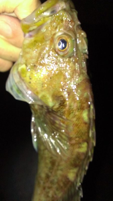 南甲子園浜、今日はアナゴの日？