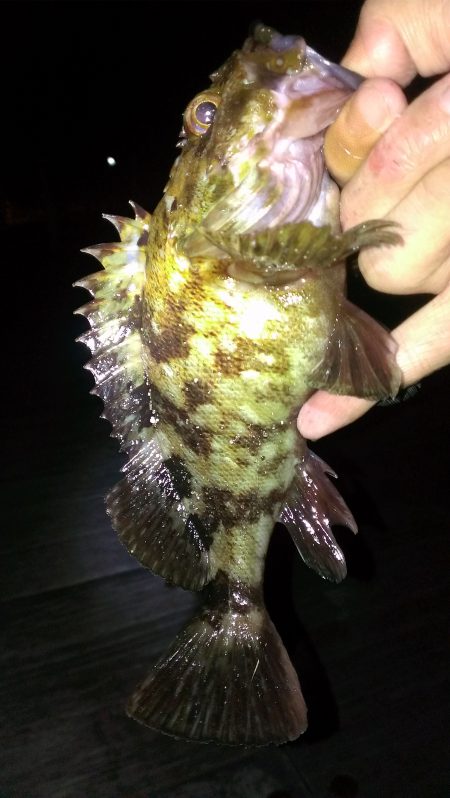 舞洲初ガシラです