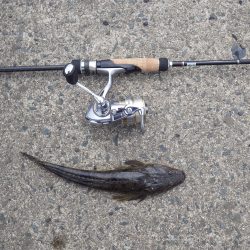 宮津チヌ祭り予報