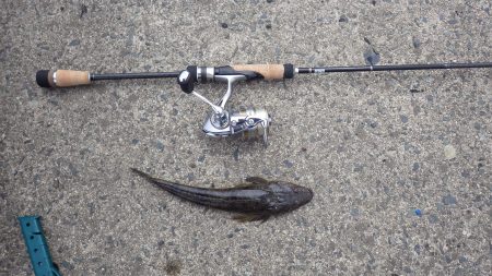 宮津チヌ祭り予報