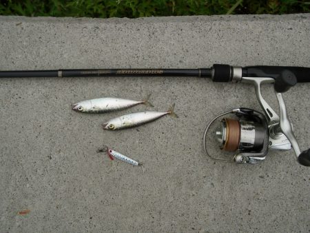 ｼｰｻｲﾄﾞｺｽﾓ