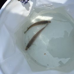 今年度初きっすー