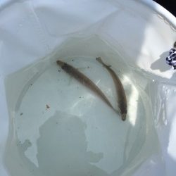 今年度初きっすー