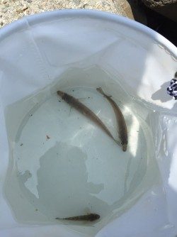 今年度初きっすー