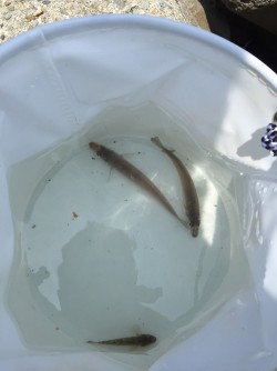 今年度初きっすー