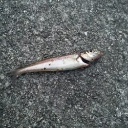 四目釣り（笑）