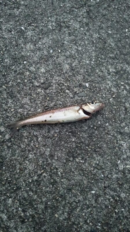 四目釣り（笑）