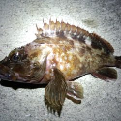 色々釣れました～！