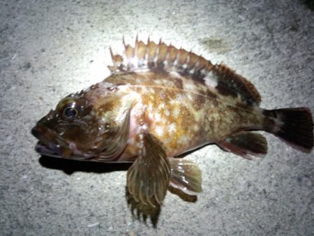 色々釣れました～！