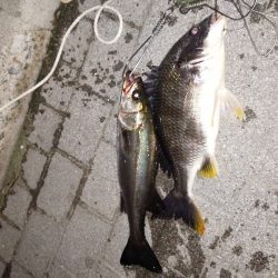 なんとか本命！！