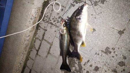 なんとか本命！！