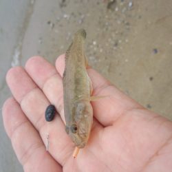 初モノです〜！