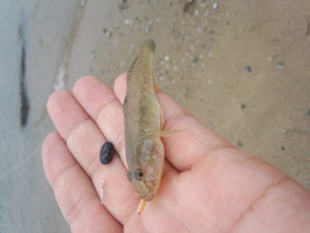 初モノです〜！