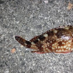 コロダイ狙いで、行って来ました。