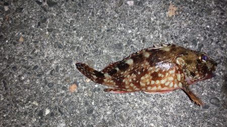 コロダイ狙いで、行って来ました。