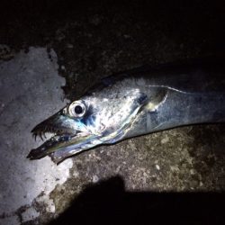 ショアジギ~ワインド