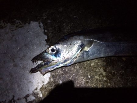 ショアジギ~ワインド