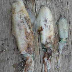 筏でアオリイカ