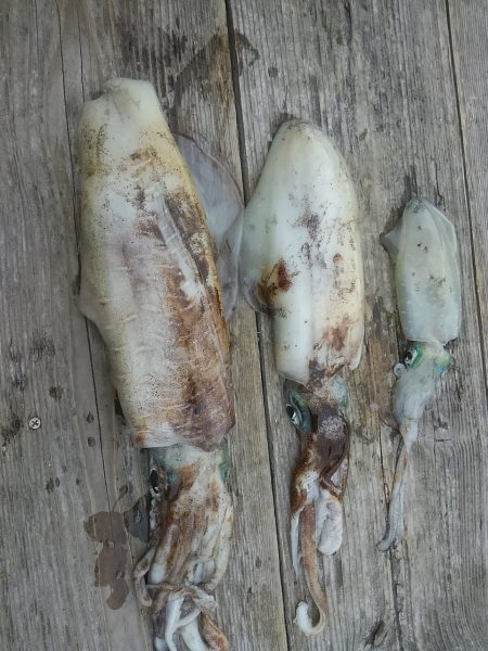 筏でアオリイカ