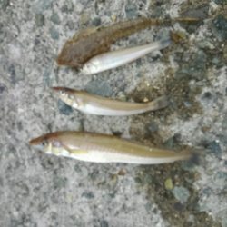 チョイ投げキス